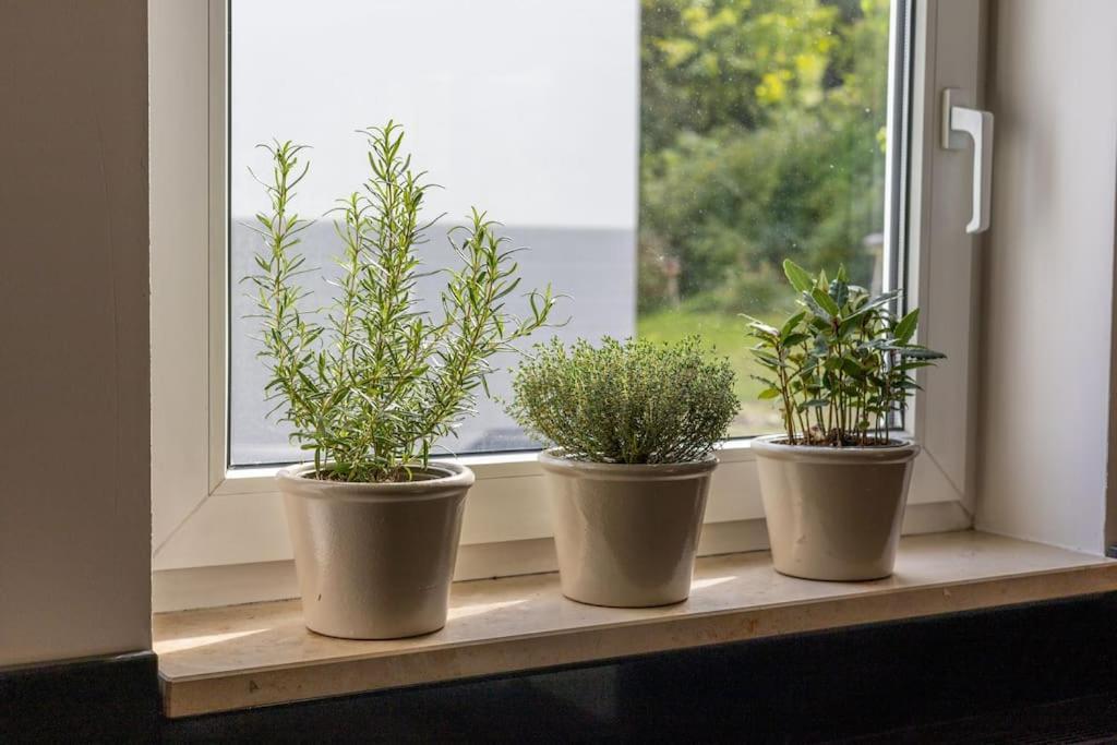 Grafschafft Angenehmes Wohnen - Ferienwohnung Mit 2 Schlafzimmern ピルナ エクステリア 写真